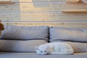 Домики для кошек могут появиться в подвалах жилых домов