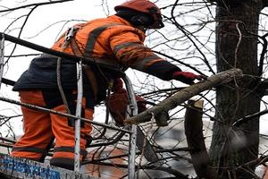В Московской области срок вывоза срезанных веток сокращён с трёх до одних суток