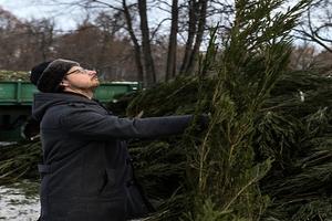 В Подмосковье откроют площадки для сбора новогодних елок